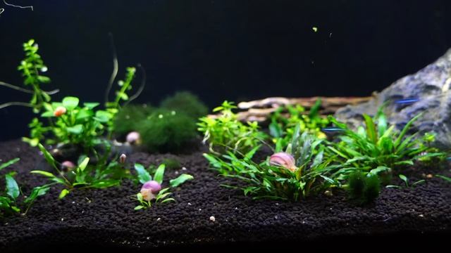 Don't Need a Heater for These Fish? Cool Water Fish for Your Aquarium смотреть онлайн