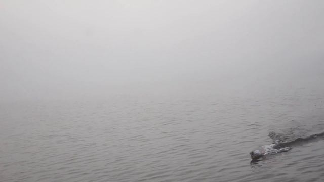 Беларуские озера.Рыбалка на озере Свирь.Троллинг. смотреть онлайн