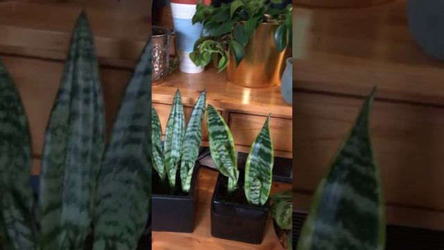My snake plant collection смотреть онлайн