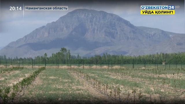 Совместный сельскохозяйственный проект Узбекистана и ОАЭ в Наманганской области смотреть онлайн