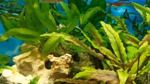 Выпустила новых королевских тетр в 100 л аквариум/New Royal Palmeri tetras in a 100 L aquarium