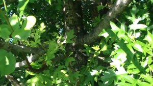 Прививки плодовых на боярышник. Результаты.