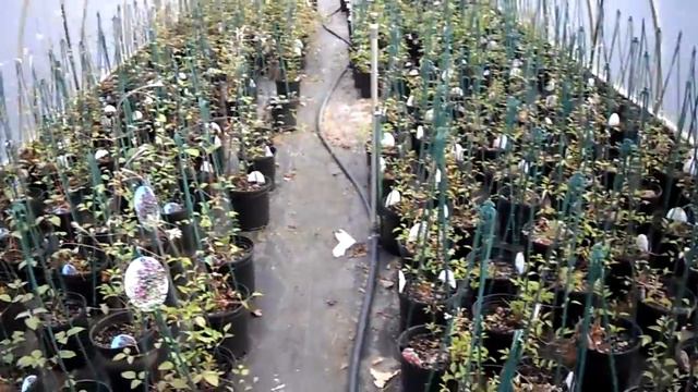 Clematis.MP4 смотреть онлайн