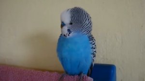 The blue parrot Kesha is speaking/Голубой попугай Кеша говорит