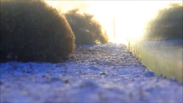 Вот он живой песок смотреть онлайн