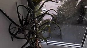 Птицы гадят на окно