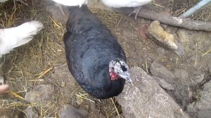 Обзор хозяйства. Индюки,цесарки,утки.