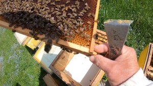 Вывод маток быстро и без лишних заморочек.