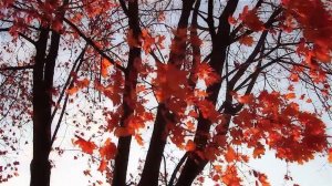 Люблю я пышное природы увядание, В багрец и в золото одетые леса...