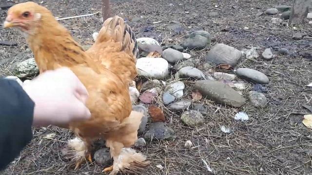 Петух Кохинхин смотреть онлайн