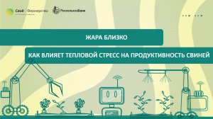 Жара близко: как влияет тепловой стресс на продуктивность свиней