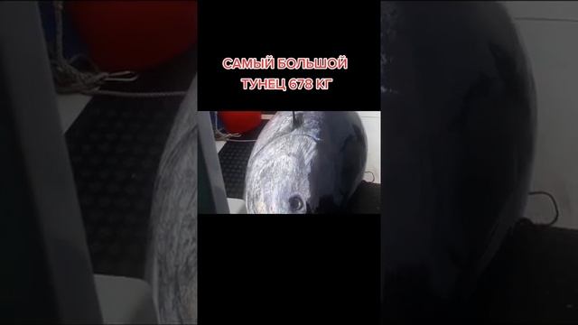 самый большой тунец 678кг