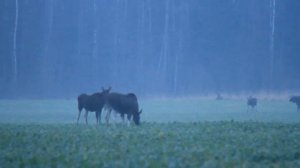 Лоси на рапсе. MVI_0432