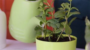 Посадка веточек мяты с пророщенными корнями. Огород на подоконнике.