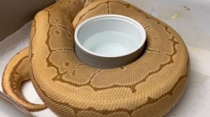 BALL PYTHON OVULATIONS & EGG LAYING BEHAVIOR 3-10-22