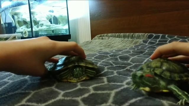 Мои черепахи. смотреть онлайн