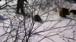 Охота на КАБАНА с собаками. Лайки красиво поработали с кабаном на охоте