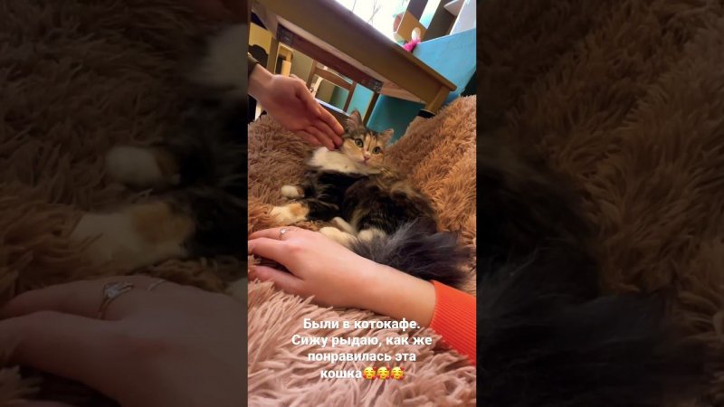 Котеешная №1. Кошка Бусинка Плачу  Влюбилась в это чудо