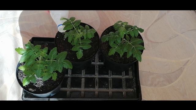 2 марта. Томат Балконное чудо. Перевалка рассады в Горшки и Мешки.
