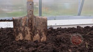 Идеальный сидерат для теплицы осенью! Повышает урожайность томата перца и огурцов в 3 раза