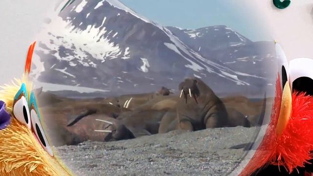 КАКИЕ БЫВАЮТ МОРСКИЕ ЖИВОТНЫЕ. УРОКИ ДЛЯ ДЕТЕЙ ВМЕСТЕ С ZOE И ELMO. SEA CREATURES. смотреть онлайн