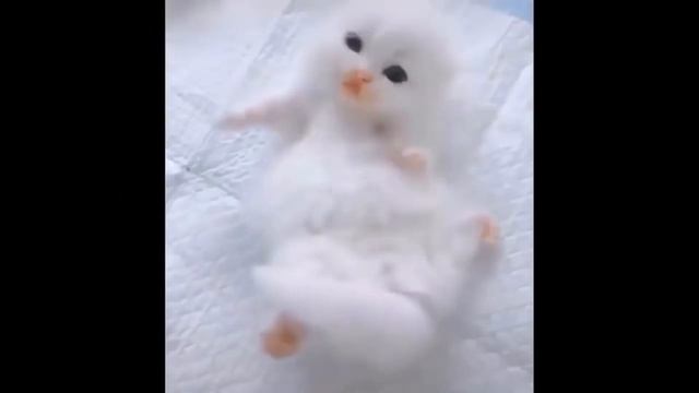 Животные приколы с котами и кошками 2021/Самые смешные животные приколы 2021