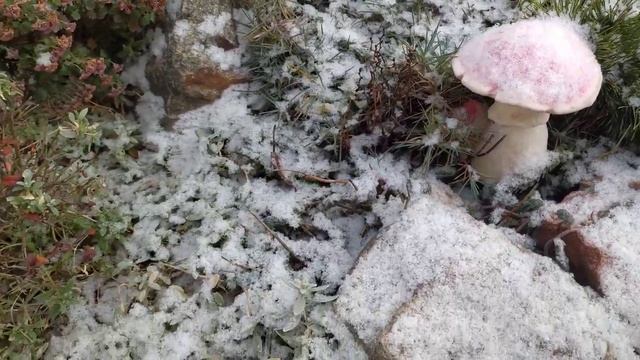 Наша зимняя сказка!) смотреть онлайн