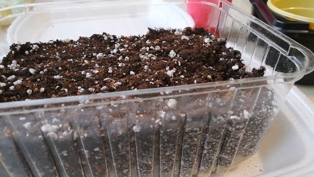 Секрет выращивания лаванды смотреть онлайн