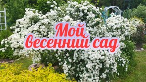 Мой весенний сад! Пение птиц???
