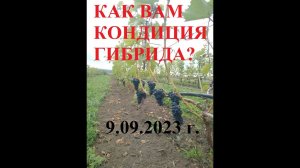 Гибридные сорта винограда как основа виноделия в Белгородской области! Практика критерий истины!