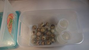 Проект 2 Выведение и инкубация перепелов из магазинных яиц, Заклад яиц в инкубатор.