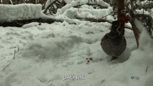 Зимующие птицы средней полосы России