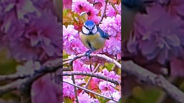 Blue tit /Обыкновенная лазоревка#Shorts смотреть онлайн
