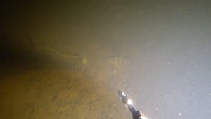подводная охота в Подмосковье судак щука налим,находки