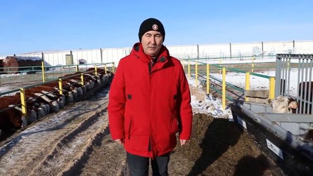 Формируя элиту скота ... смотреть онлайн