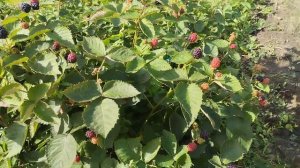 ежевика Осейдж,3 летний куст,2.09.2023