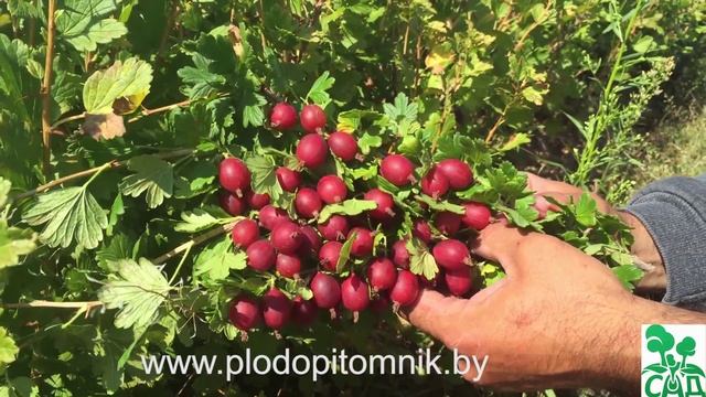 Крыжовник сорт Машека смотреть онлайн