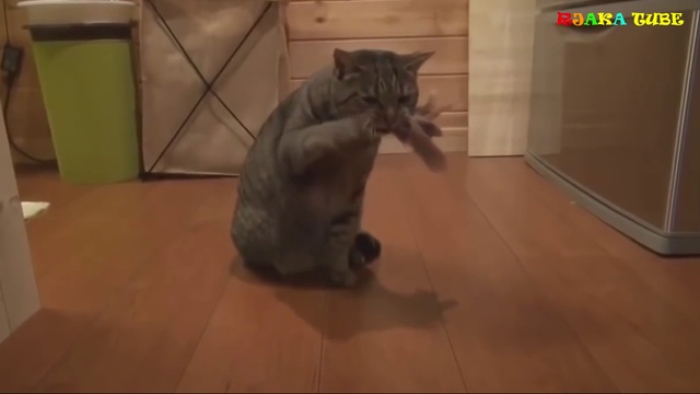 ПРИКОЛЫ с людьми и животными. Смешная нарезка. #4 смотреть онлайн