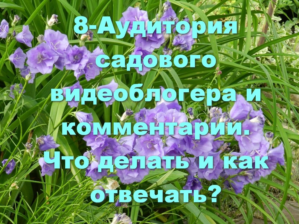 8-Аудитория садового видеоблогера и комментарии. Что делать и как отвечать?