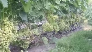 Виноград 🍇 в западной сибири .
