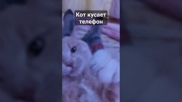 симба кусает телефон