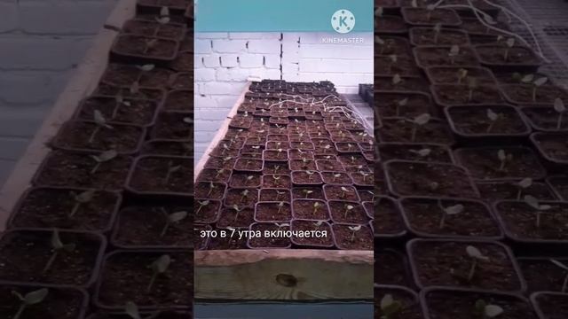 Рассада огурца мамлюк. Полные всходы #теплица #огурцывтеплице #огород