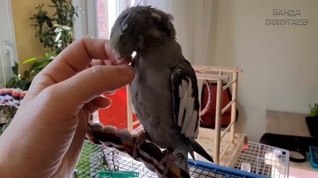 Продолжаю старательно делать попугаев друзьями