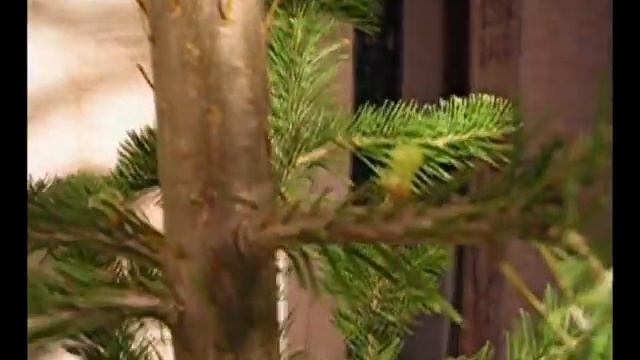 DEREVTSE.mpg смотреть онлайн