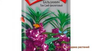 Бальзамин обыкновенный Том Самб фиолетовый ? обзор: как сажать, семена бальзамина