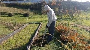 Эксперимент по созданию дорожек между грядками