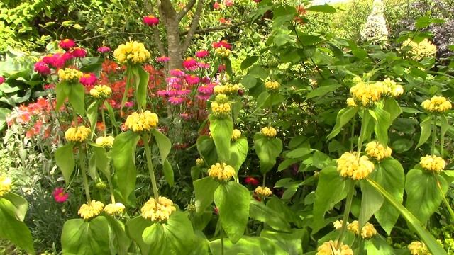 Perennials for Beginners || How to Grow Phlomis russeliana, Silene dioica, astrantia || Quick & Eas смотреть онлайн