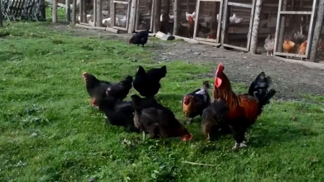 5 правил, чтобы куры неслись зимой как летом