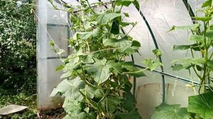 Сорт огурцов самый лучший