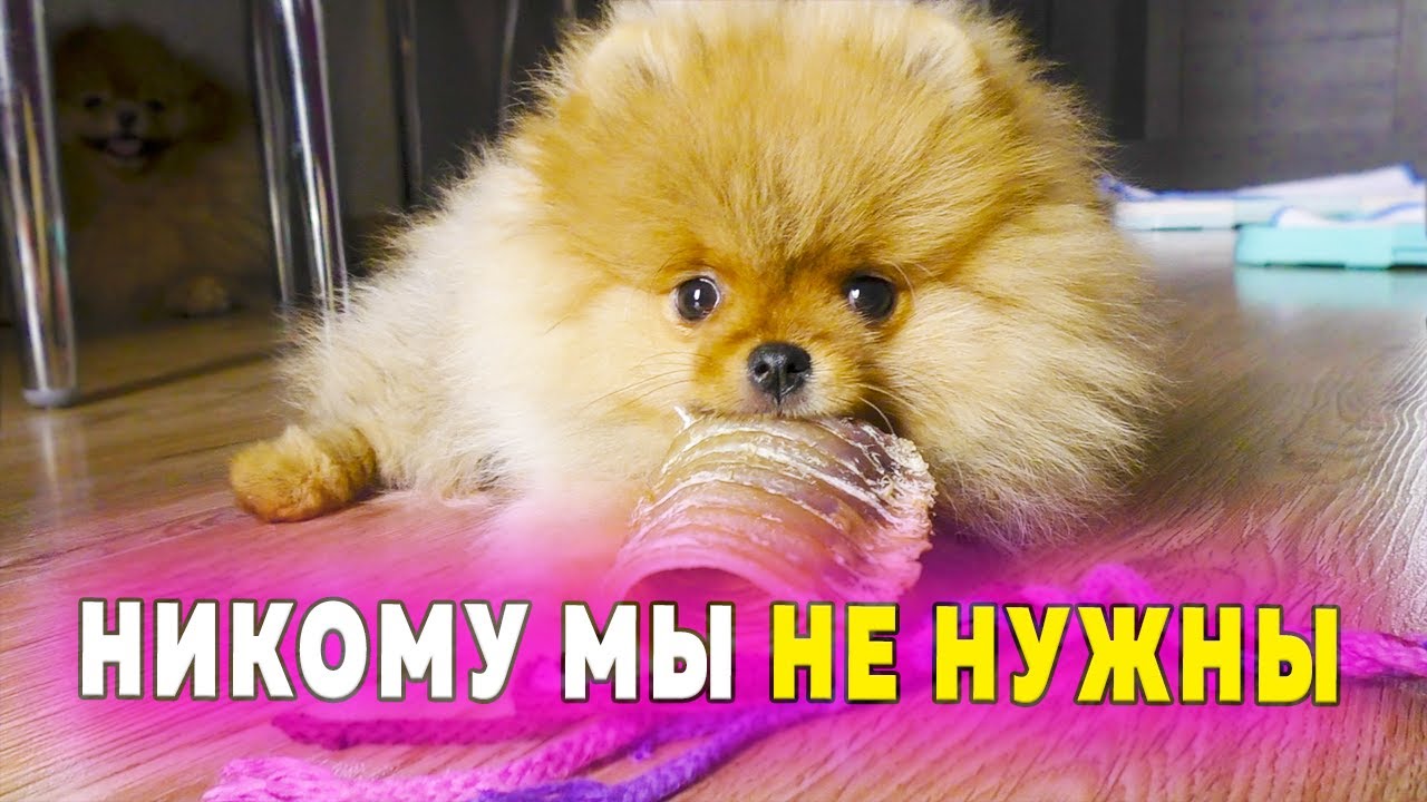 Щенкам шпица 79 дней. Почему не можем продать щенков. Будем ли чипировать собак